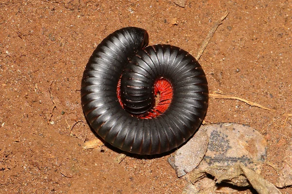 Archispirostreptus Gigas Гігантський Африканський Міліпед Або Shongololo Колі — стокове фото