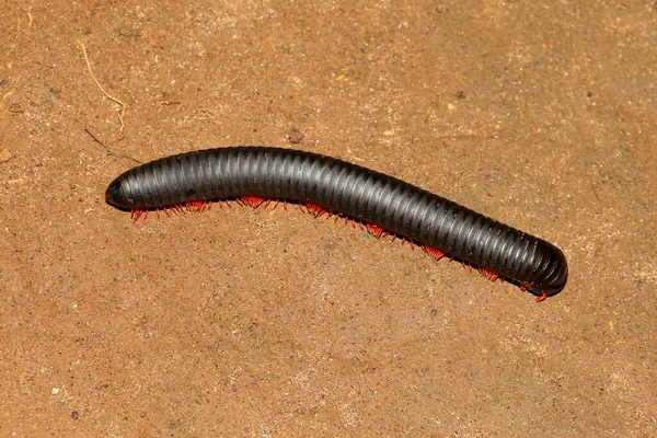 Archispirostreptus Gigas Milípede Africana Gigante Shongololo Círculo — Fotografia de Stock