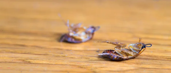Two Dead Pest Cockroaches Wooden Floor — Stock Photo, Image