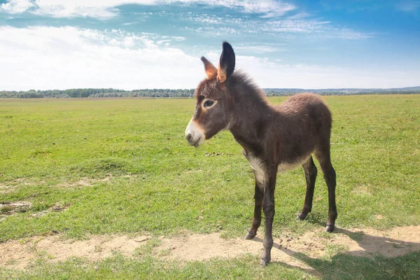 Funny cute baby donkey on the spring meadow