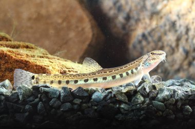 Omurgalı loach, Cobitis Taenia tatlı su deposunda dinleniyor.
