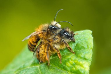 İki kırmızı mason arı çiftleşmesi, Osmia bicornis