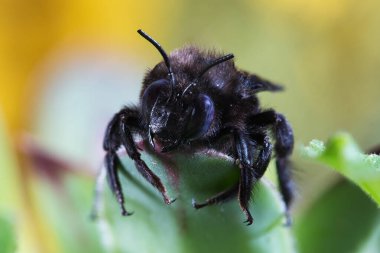 Polen taşıyıcı, büyük menekşe marangoz arısı, Xylocopa ihlali