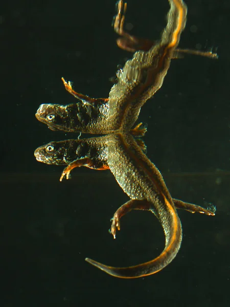 ドナウ川の反射は巣をCrest Triturus Dobrogicus — ストック写真