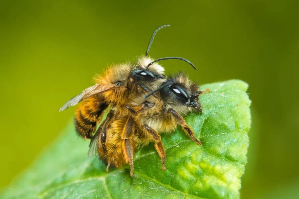 İki kırmızı mason arı çiftleşmesi, Osmia bicornis