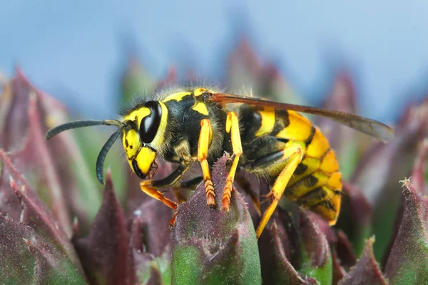 Yellow Dangerous Poisonous Vespula Germanica Wasp Plant — Stock Photo, Image