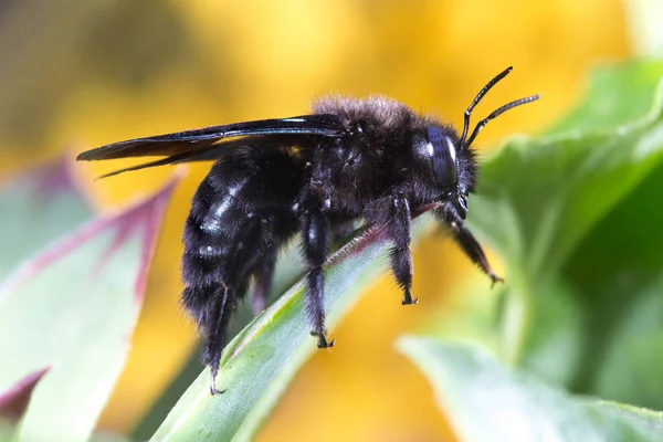 Violet carpenter bee, Xylocopa violacea on the plant