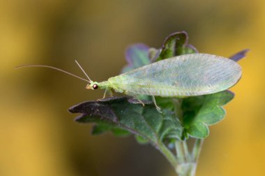 Lacewing chrysopa perla, biyolojik kontrol tarım haşereleri yaprak bitleri