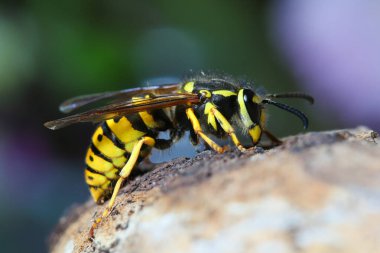 Sarı tehlikeli ve zehirli Vespula germanica eşekarısı yerde