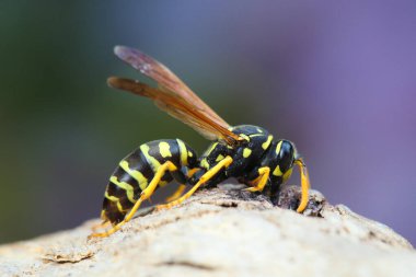 Avrupa Kağıt Arısı, Polistes Toprakta Dominula