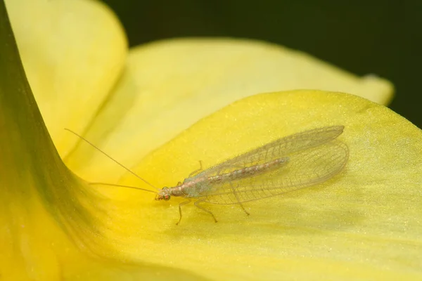 绿翅菊花 农业害虫蚜虫的生物防治 — 图库照片