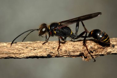 Sceliphron eğrisi, siyah ve sarı renkli çamur dauber arısı.