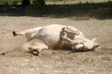 Beyaz mutlu kısrak toz içinde yüzüyor.