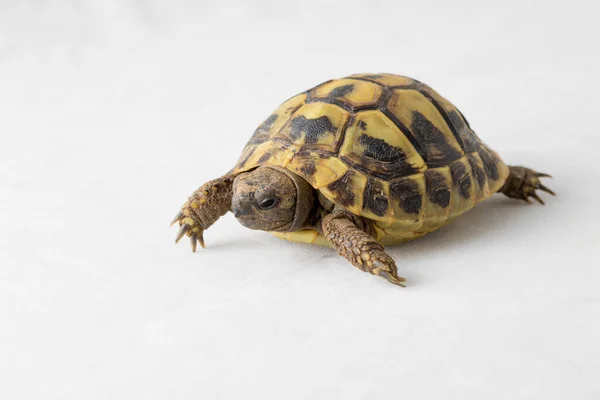 Cute Babyherman Turtle Testudo Hermanni Isolated White — Stock Photo, Image