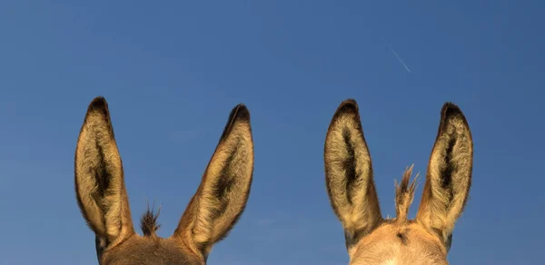 Två Par Åsnor Och Blå Himmel — Stockfoto