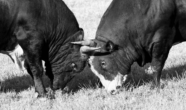 Two angry bulls are fighting on the meadow