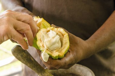 Yeni açılmış bir kabuktan taze kakao çekirdekleri alınıyor. Theobroma kakaosundan çıkan tohumlar kakao yağı ve çikolata üretebilir..
