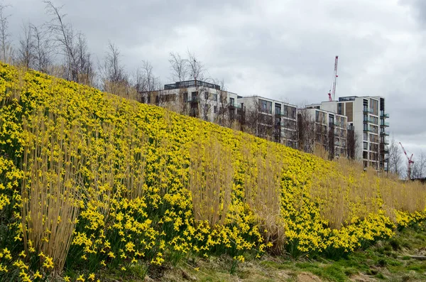Londra 'nın Stratford kentinde inşa edilen yeni Kraliçe Elizabeth Olimpiyat Parkı' nda sarı nergisler çiçek açıyor..  