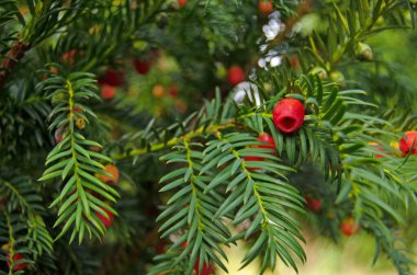 View of the berries on a evergreen yew tree, latin name Taxus baccata, in a shady spot in early autumn, England clipart