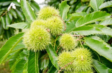 Tatlı Kestaneler, Latince adı Castanea sativa, Eylül ortasında bir ağaçta olgunlaşıyor, Londra.
