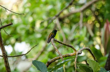 A small copper-rumped hummingbird, latin name amazilia tobaci, resting on a branch in tropical woodland in Tobago. clipart