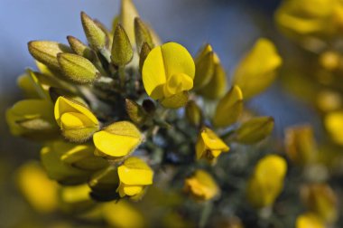 Süpürgede bahar çiçekleri, Latince adı Cytisus scoparius. Hampshire Heathland, İlkbahar.