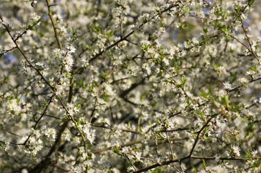 Bahar çiçekleri bir Mayıs ağacı çitinde.
