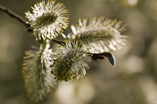 Close Image Pussy Willow Blossom Tips Tree Branches Spring — Stockfoto