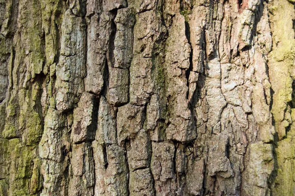 Close View Texture Bark Old Oak Tree Stock Photo