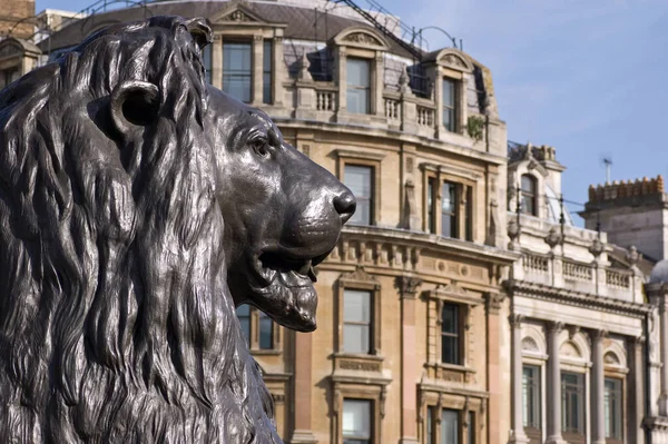 One of the four bronze lion statues at the base of Nelson\'s Column, Trafalgar Square, London. Looking along Whitehall.