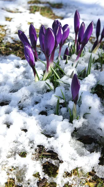 purple crocus snow