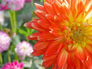 Portakal çiçeği portre