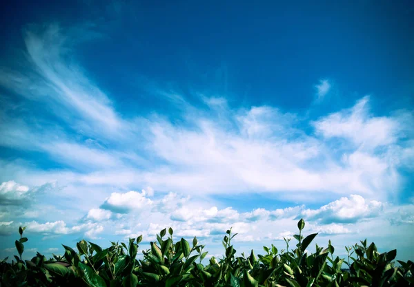 Plantes paysagères et ciel avec nuages — Photo