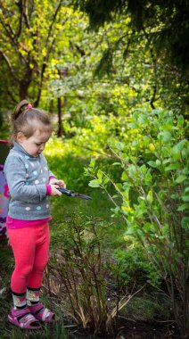 Çocuk bahçedeki makasla çalıları kesiyor.