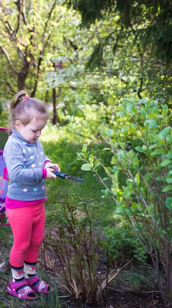 Child Cuts Bush Scissors Garden Child Helps Parents — Stock Photo, Image