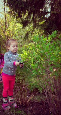 Çocuk bahçedeki çalıları makasla keser, çocuk ebeveynlere yardım eder.