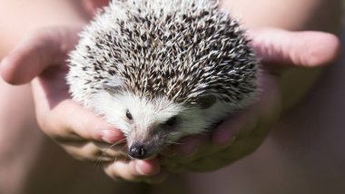 Afrikalı beyaz karınlı kirpi