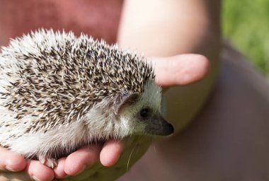 Afrikalı beyaz karınlı kirpi 