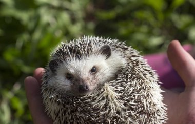 Afrikalı beyaz karınlı kirpi