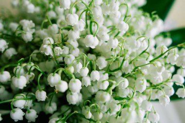 Çiçek açması lily vadi ormanın içinde. Lily-ve--Vadisi. Convallaria majalis. Bahar arka plan. Çiçek arka plan. Seçici odak.