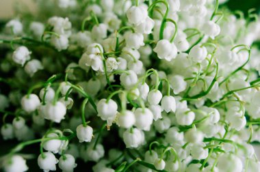 Çiçek açması lily vadi ormanın içinde. Lily-ve--Vadisi. Convallaria majalis. Bahar arka plan. Çiçek arka plan. Seçici odak.