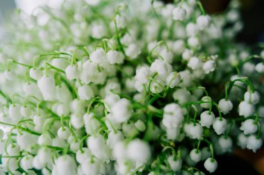 Çiçek açması lily vadi ormanın içinde. Lily-ve--Vadisi. Convallaria majalis. Bahar arka plan. Çiçek arka plan. Seçici odak.