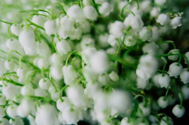 Çiçek açması lily vadi ormanın içinde. Lily-ve--Vadisi. Convallaria majalis. Bahar arka plan. Çiçek arka plan. Seçici odak.