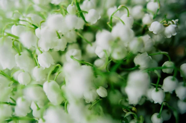 Bloeiende lelie van de vallei in het forest. Lelietje-van-dalen. Convallaria majalis. Lente achtergrond. Florale achtergrond. Selectieve aandacht. — Stockfoto