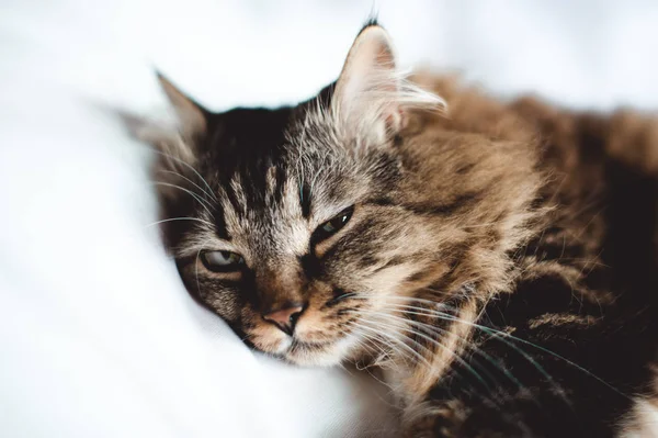 Gatinho cinza gato com pele descascada peito branco no branco — Fotografia de Stock