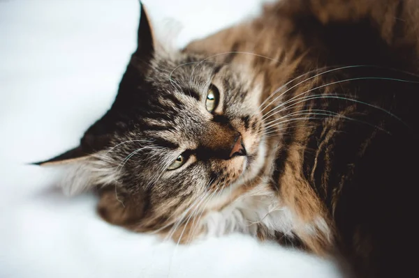 Gatinho cinza gato com pele descascada peito branco no branco — Fotografia de Stock