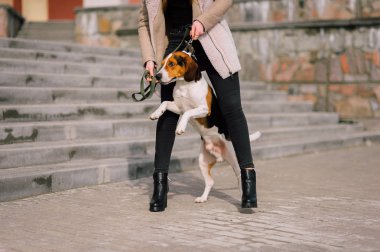 Oynamak ve eğlenmek açık parkta evde beslenen hayvan Estonya tazı köpeği ile genç hippi kız.
