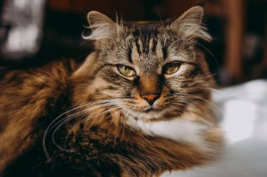 Gri kedi yatakta yatarken