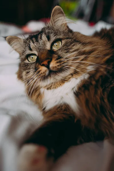 Gatto grigio sdraiato sul letto — Foto Stock