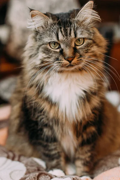 Gato bonito cinza com bigodes longos cabelo longo — Fotografia de Stock